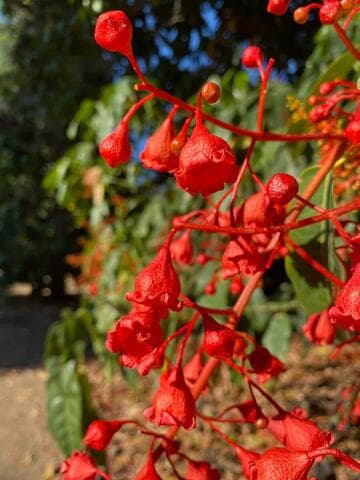 Brachychiton acerifolius
