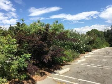 Albizia julibrissin 'Summer Chocolate'