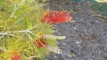 Grevillea 'King's Fire'