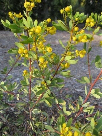 Senna artemisioides ssp. oligophylla