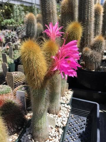 Borzicactus icosagonus ssp. icosagonus