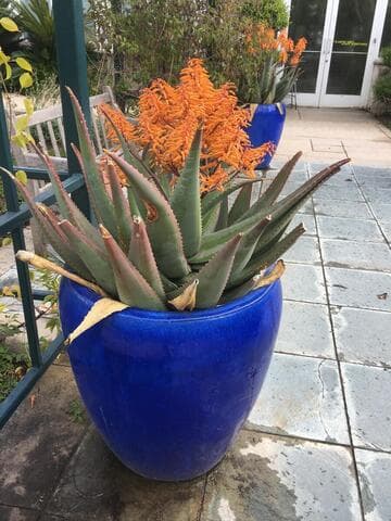 Aloe chabaudii 'Dan's Tangerine'