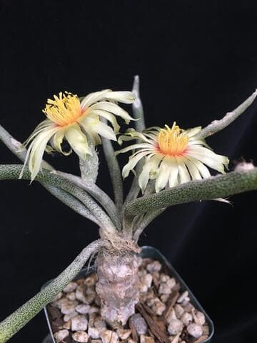 Astrophytum caput-medusae