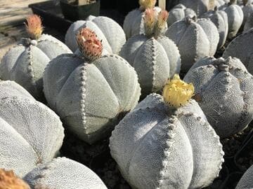 Astrophytum 'Onzuka'
