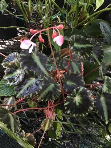 Begonia cleopatrae