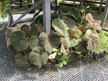 Begonia cf. sericoneura