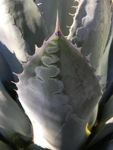 Agave parrasana