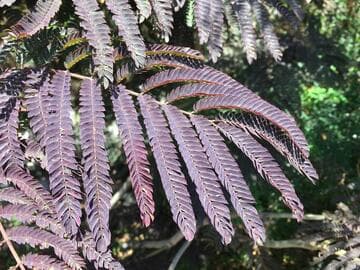 Albizia julibrissin 'Summer Chocolate'