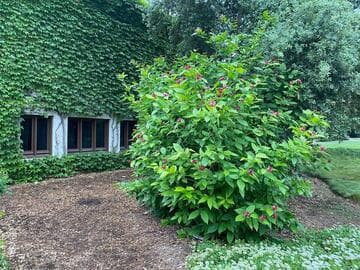 Calycanthus occidentalis