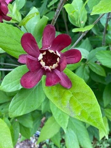 Calycanthus occidentalis