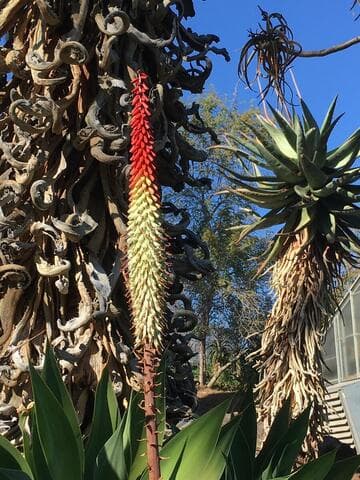 Aloe petricola 'Red Flag'