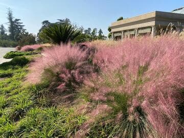 Muhlenbergia 'Pink Mist'