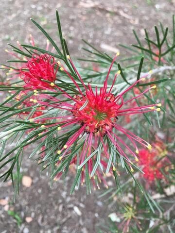 Grevillea 'Winpara Gem'