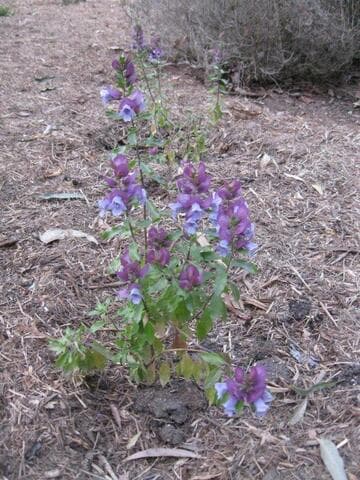 Prostanthera magnifica
