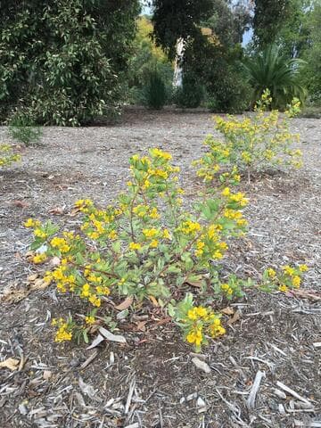 Senna artemisioides ssp. oligophylla