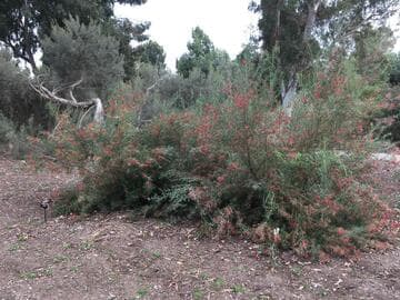 Grevillea 'Winpara Gem'