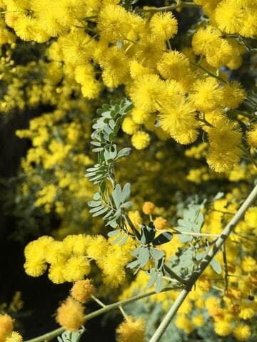 Acacia spectabilis