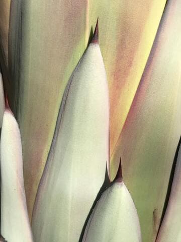 Agave parryi