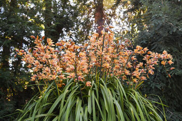 Cymbidium Pauwelsii 'Kessander'