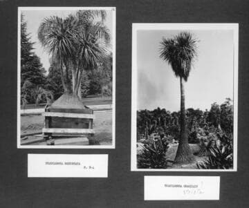 Desert garden photographs of beaucarnea specimens