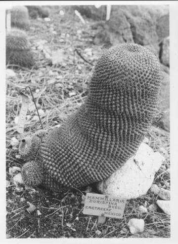 Mammillaria durispina