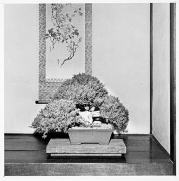 Bonsai display in the Japanese garden