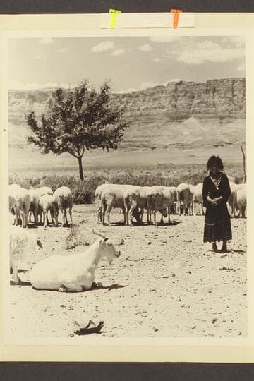Indian girl with sheep and goat