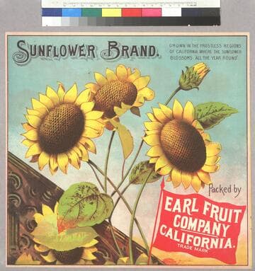 Sunflower brand