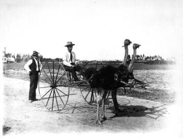 Team of ostriches, South Pasadena