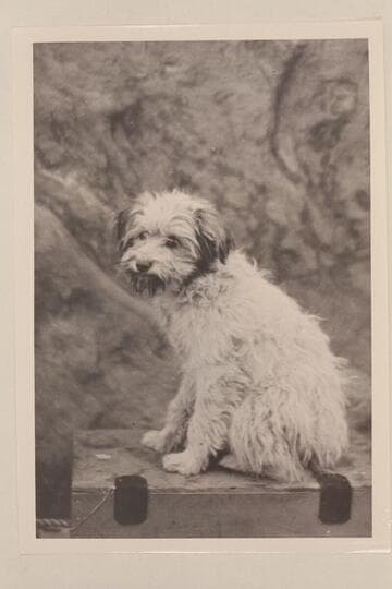 "Pansy" the mascot. Dark Canyon in Cataract Canyon. Pathe-Bray party