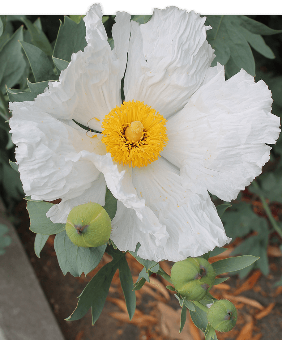 A close-up of a Matilija poppy (Romneya coulteri) featuring large, crinkled white petals and a bright yellow, tufted center.