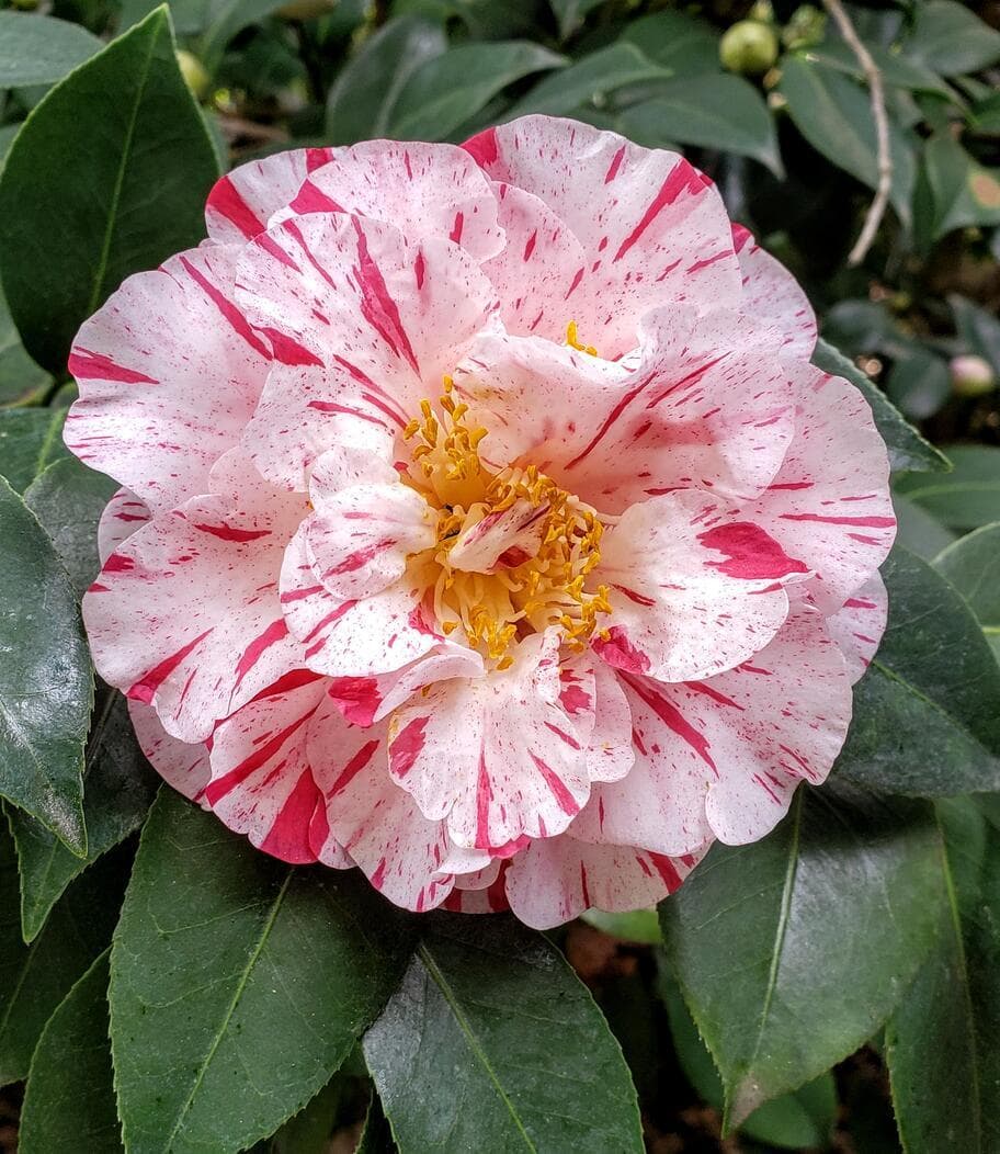 A NV Camellia japonica Finlandia flower, with white and red-pink splotches.