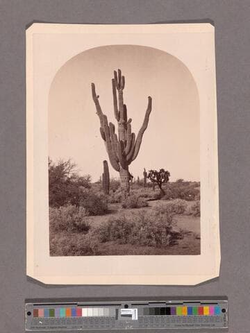 Cactus, (Cereus Giganteus.) Arizona