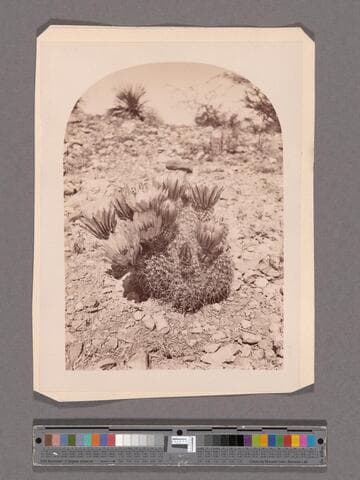 Cactus, (Cereus Englemanni.) Arizona