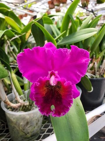 x Rhyncholaeliocattleya Lake Murray 'Mendenhall' AM/AOS