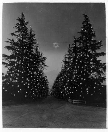 Road bordered with pine trees lit up will Christmas lights