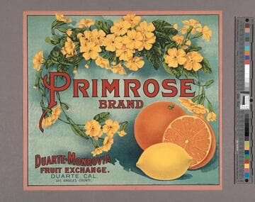 Primrose brand