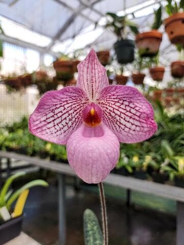 Paphiopedilum Magic Lantern 'Christina Weltz'