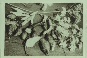 Yampa plant and roots