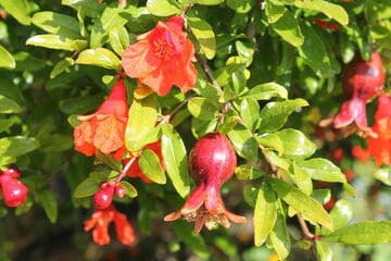 Punica granatum