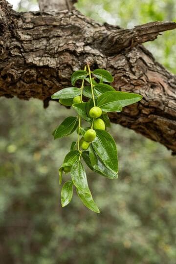 Ziziphus jujuba
