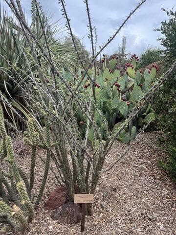 Fouquieria splendens