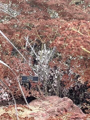 Fouquieria splendens