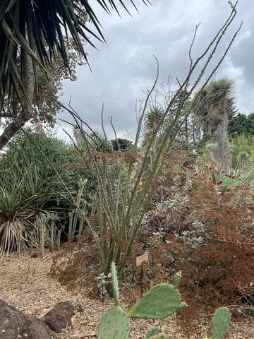 Fouquieria splendens