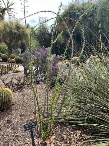 Fouquieria splendens ssp. campanulata