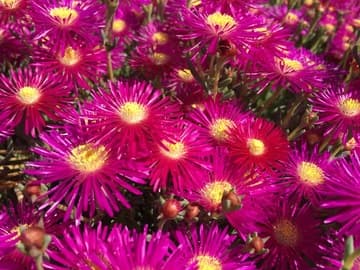 Lampranthus