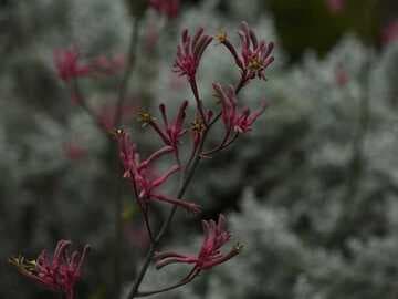 Anigozanthos 'Pink Joey'