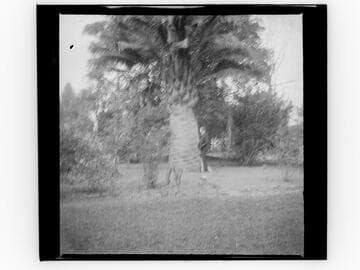 Man next to palm tree