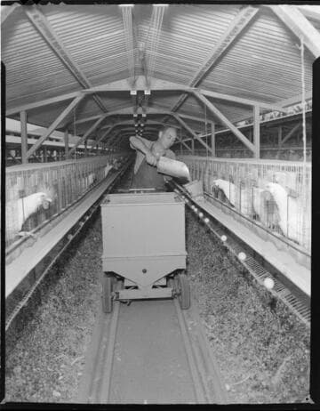 Commercial egg facility