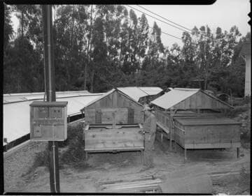 Commercial egg facility